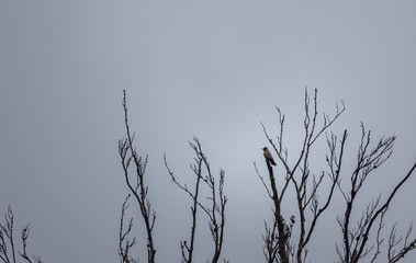 Great spotted woodpecker, dendrocopos major bird sitting on tree branch. Czech wildlife, birdwatching background