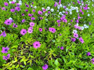 Fototapeta premium Exquisite Colorful Flowers Blooming in a Spring Garden