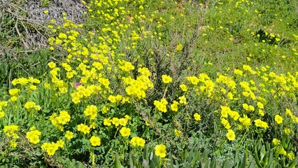 A Beautiful Collection of Colorful Flowers in Bloom