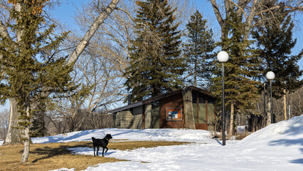Black dog looking at rustic building in late March Winter to Spring transition in Saskatchewan,...