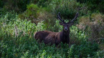 Sardinian deer standing alert in dense vegetation near Arbus, Sardinia, Italy