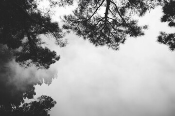 Grayscale view of tree branches and sky shot from below with dramatic contrast