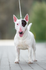 Beautiful white Miniature Bull Terrier portrait outdoors, with a blurred background. Close-up pet portrait in high quality.