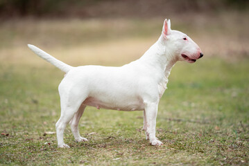 Beautiful white Miniature Bull Terrier portrait outdoors, with a blurred background. Close-up pet portrait in high quality.