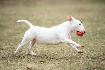 Beautiful white Miniature Bull Terrier portrait outdoors, with a blurred background. Close-up pet portrait in high quality.