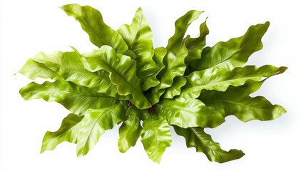 Realistic bird's nest fern leaf detail for botanical design and nature decor