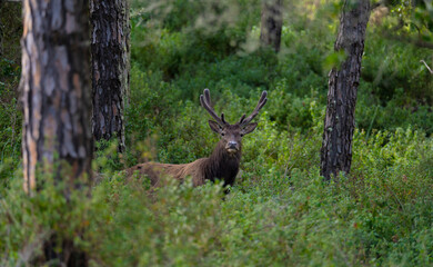 Sardinian deer standing alert in dense vegetation near Arbus, Sardinia, Italy