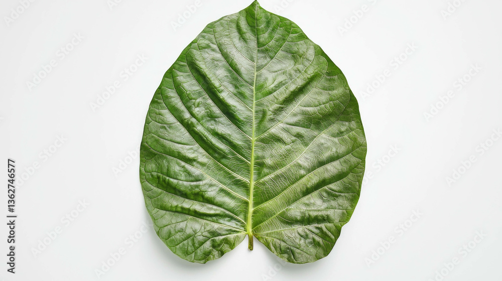 Poster Realistic elephant ear leaf on white background for botanical design projects