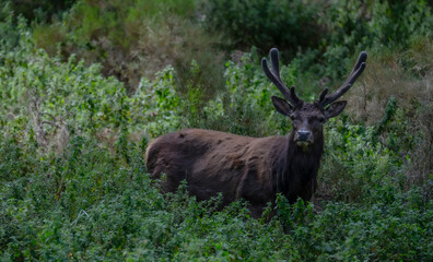 Fototapeta premium Sardinian deer standing alert in dense vegetation near Arbus, Sardinia, Italy