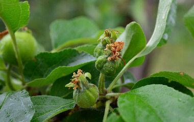 Close-up of young green apples growing on a tree branch