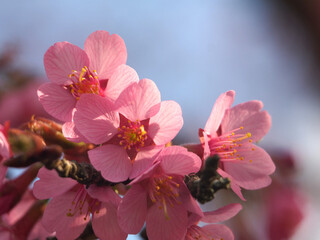Close-up of the blossoms of a prunus campanulata, also known as Taiwan cherry, Formosan cherry or bellflower cherry in the sun. Bonn, Germany. March.