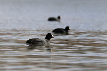 coot in the river