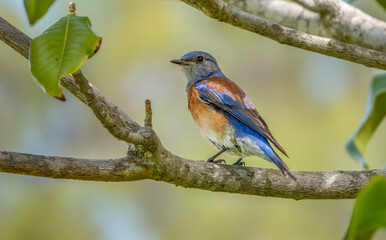 Obraz premium Nature’s Little Jewel: The Western Bluebird