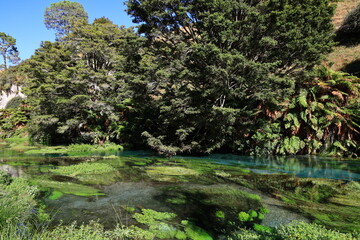 The Waihou River (Blue Spring) is located in the northern North Island of New Zealand