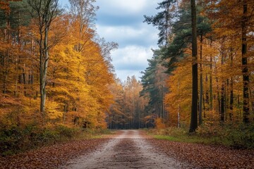 Fototapeta premium Vibrant autumn forest path surrounded by colorful foliage in the heart of nature
