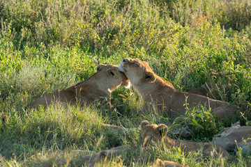 Lioness and her cub snuggling in the grass