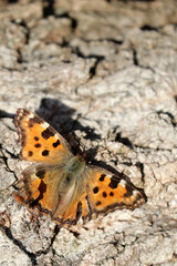butterfly on tree