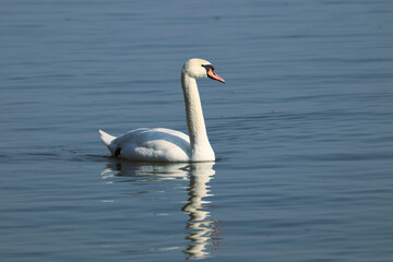 swan on the lake
