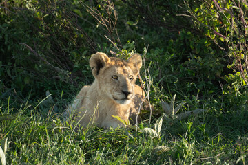 Young lion cub in the tall grass