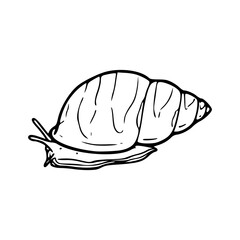 garden snail line art