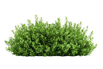 Lush green shrub with vibrant leaves on transparent background