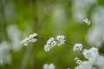 Fleurs blanches