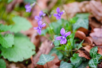 Violettes du printemps