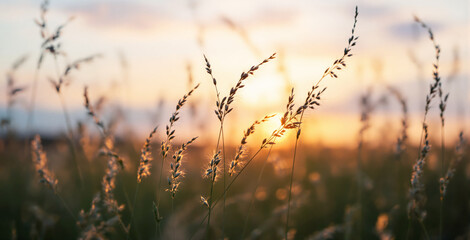 Obraz premium Wild grass stalks in a bright sunset light, creating a warm and peaceful natural background. The soft-focus effect enhances the creative atmosphere. Ai generative