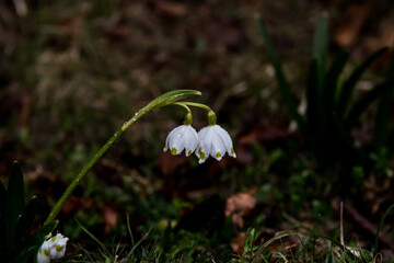  Snowdrops covered by raindrops in the mountain forests of Romania. Spring is coming