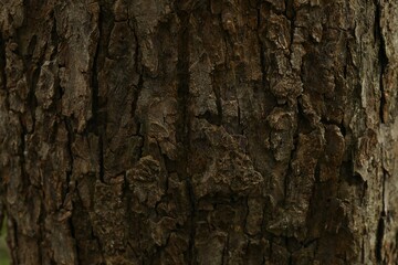 Tree bark background, close up view