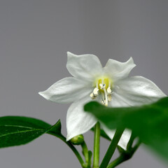 Fototapeta premium Delicate white flower blooms gracefully amidst vibrant green leaves