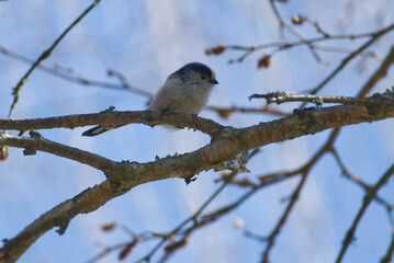 Long-tailed tit (Aegithalos caudatus) sitting on a tree branch in Zurich, Switzerland