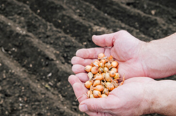 Hand holding a bunch of spring onion bulbs in garden