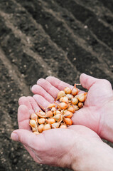 Hand holding a bunch of spring onion bulbs for plating in the garden