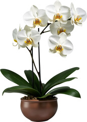 Obraz premium white orchid in a pot isolated on transparent background png