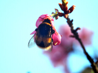 Close-up of a buff-tailed bumble bee (bombus terrestris) or large earth bumblebee collecting pollen from a prunus campanulata, also known as Taiwan cherry, bellflower cherry. Bonn, Germany in March.
