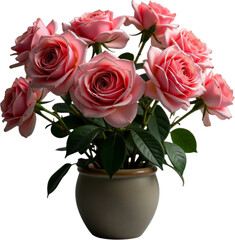 Fototapeta premium bouquet of pink roses in a pot isolated on transparent background png