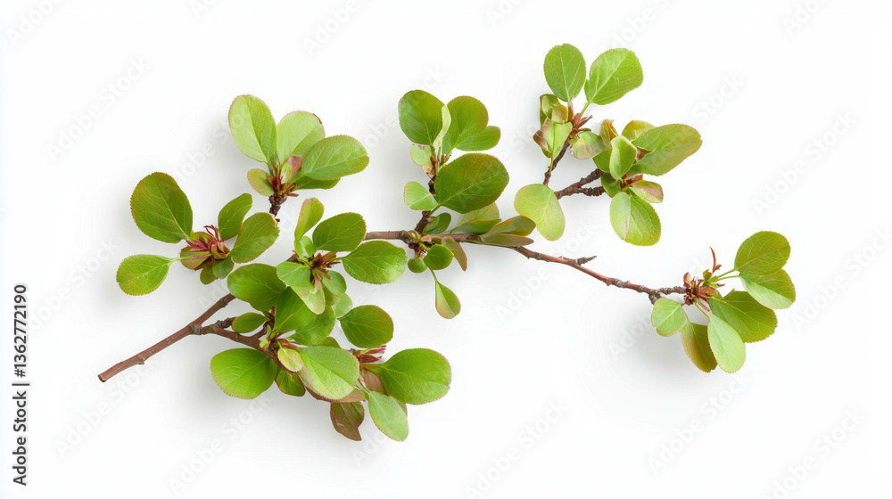 Poster realistic sakura branch with fresh green leaves for spring design