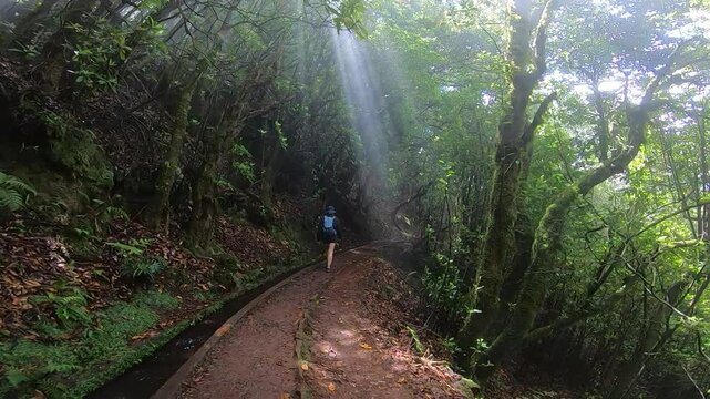 A lone explorer treks through a dense levada forest, following the winding water channel beneath a canopy of overhanging branches.