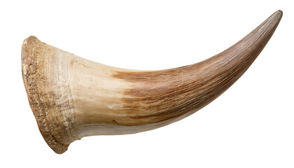 close-up of single curved cow horn with natural texture and detail on isolated background for wildlife and rustic concept
