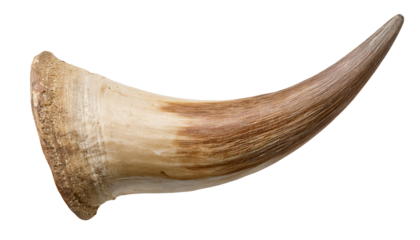 close-up of single curved cow horn with natural texture and detail on isolated background for wildlife and rustic concept
