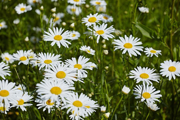 Field of daisies