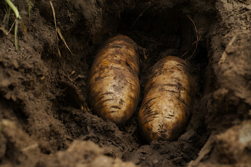 Obraz premium Freshly Harvested Yams in a Natural Setting, Highlighting the Earthy Beauty and Culinary Significance of This Staple Food