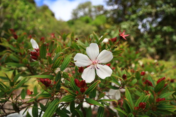 Whangarei Quarry Gardens is a 24 hectare public garden set around an artificial lake in Whangārei, in Northland Region of New Zealand.