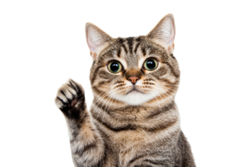 Friendly tabby cat waving on a transparent background