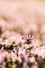 henbit flower in the spring with blurred purple