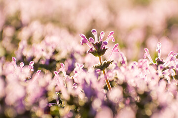 henbit flower in the spring with blurred purple