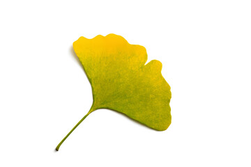 Ginkgo biloba leaf on white background