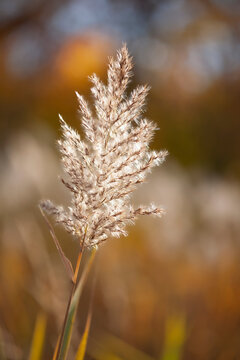 Close-up of Common Reed (Phragmites australia) in autumn bolting phase