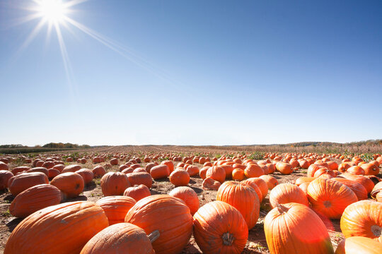 Sun on clear blue sky above pumpkin patch in autumn